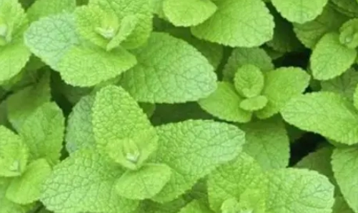 貓咪貓草無反應