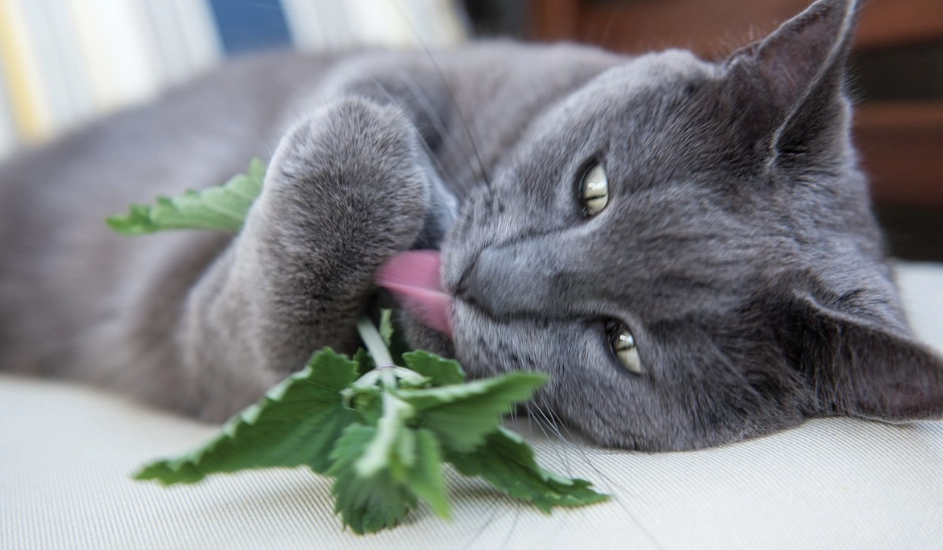 貓薄荷無效原因
