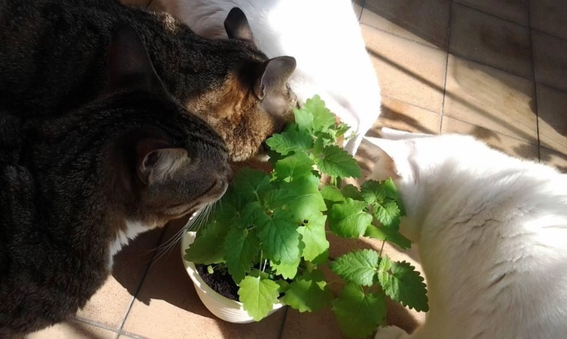 貓薄荷使用方法