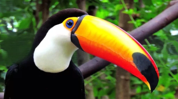 台北動物園 托哥巨嘴鳥