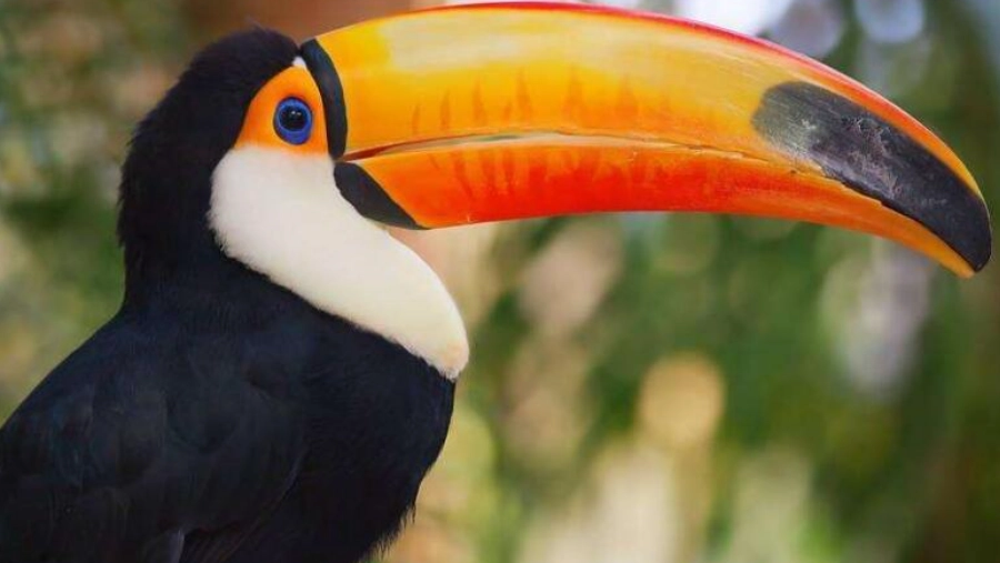 巨嘴鳥食物 巨嘴鳥食物