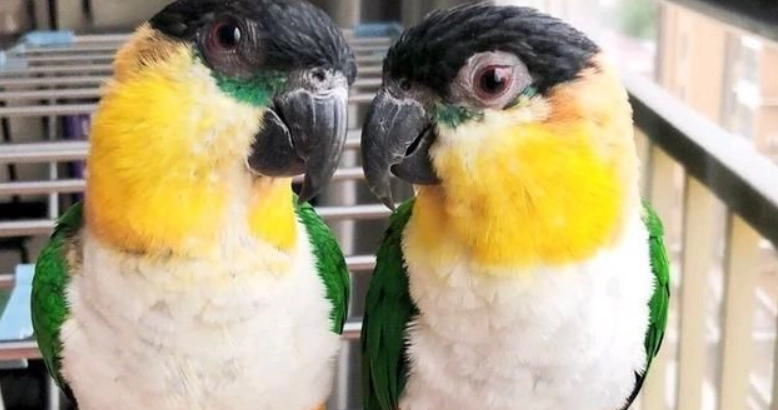 金頭凱克鸚鵡健康照護