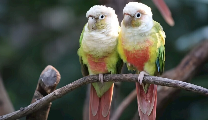 養鸚鵡缺點 養鸚鵡缺點