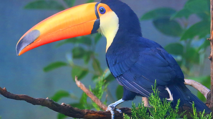 巨嘴鳥籠子 巨嘴鳥籠子