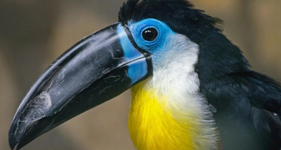 巨嘴鳥平均壽命