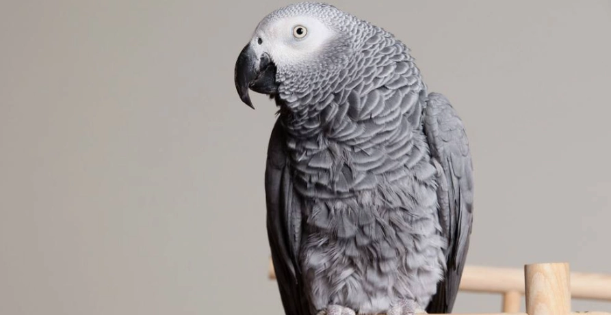 非洲灰鸚鵡互動