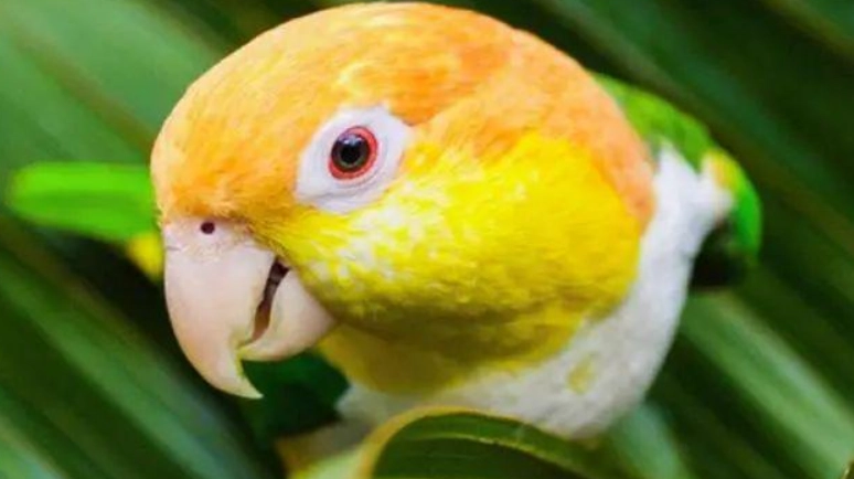 金頭凱克鸚鵡飼養