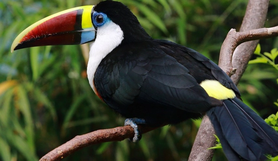巨嘴鳥籠子 巨嘴鳥籠子