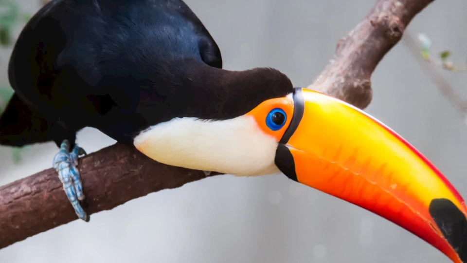巨嘴鳥食物 巨嘴鳥食物