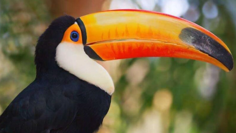 巨嘴鳥平均壽命