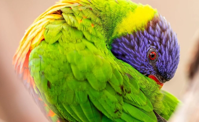 最多人養的鸚鵡