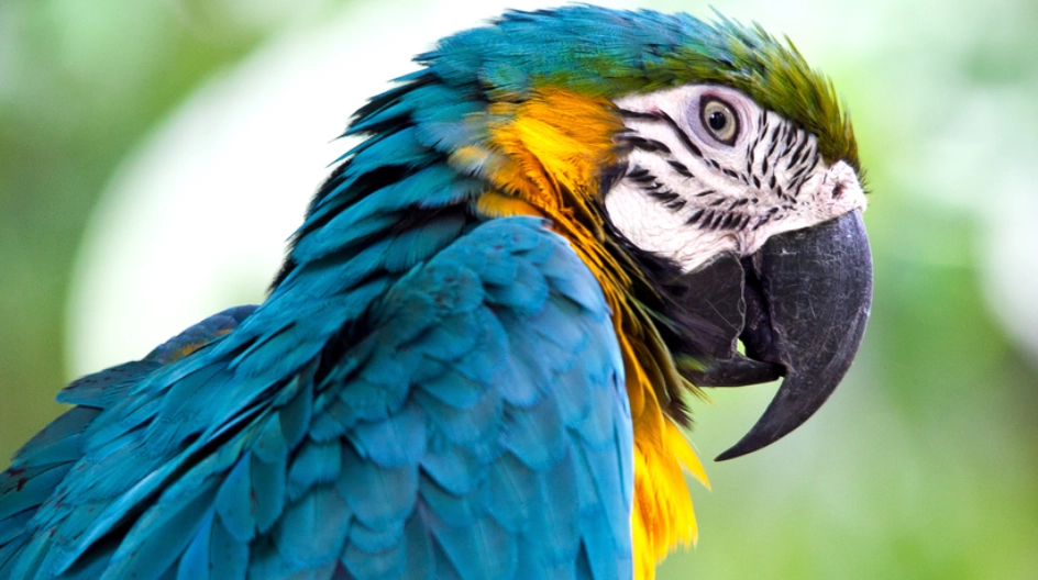 鸚鵡飼養缺點 鸚鵡飼養缺點