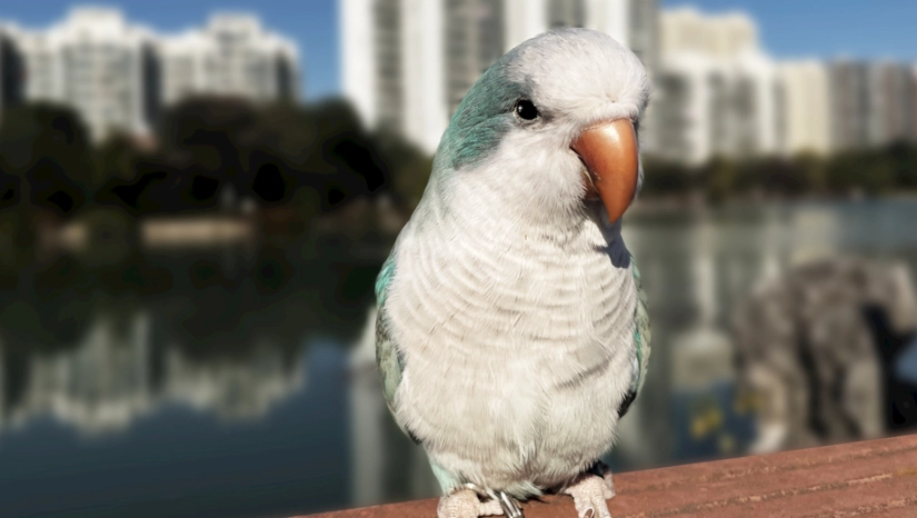 鸚鵡缺點 鸚鵡缺點