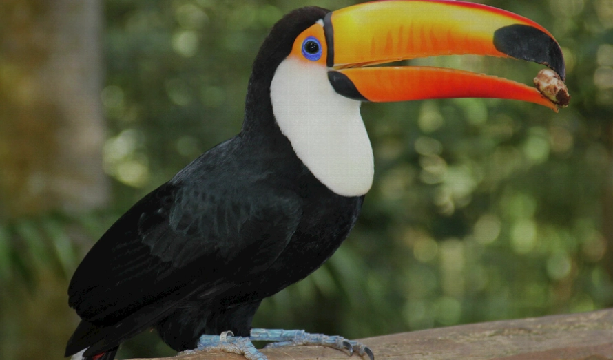 巨嘴鳥飼養方法 巨嘴鳥飼養方法