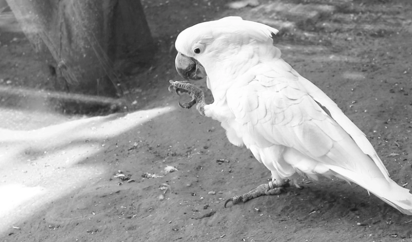 鸚鵡缺點 鸚鵡缺點