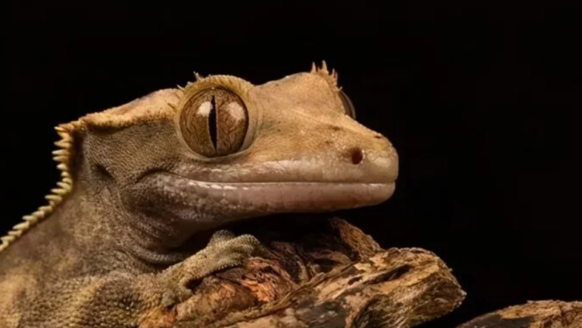 爬蟲類皮膚問題