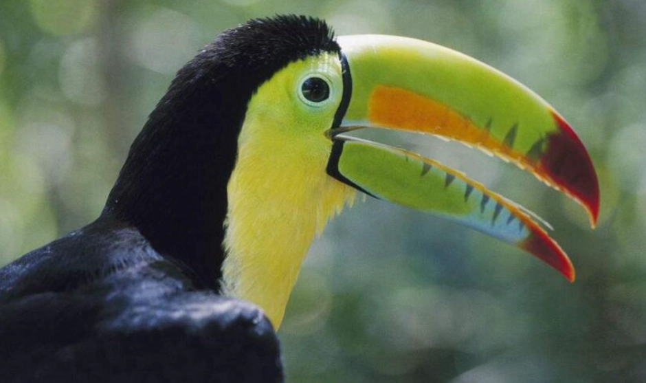 巨嘴鳥觀賞 巨嘴鳥觀賞