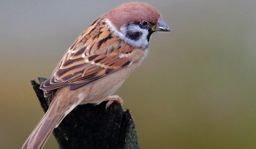 麻雀掉在地上怎麼辦