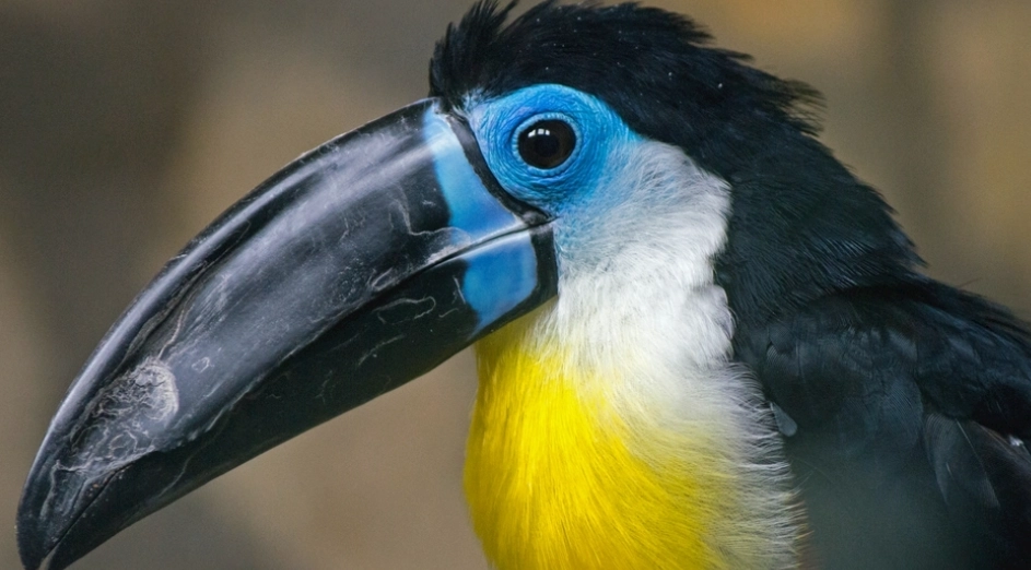 巨嘴鳥介紹 巨嘴鳥介紹