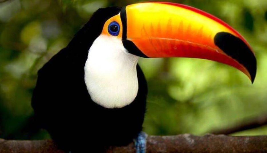 巨嘴鳥觀賞 巨嘴鳥觀賞