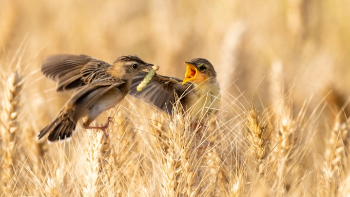 幼鳥嘔吐怎麼辦 幼鳥嘔吐怎麼辦