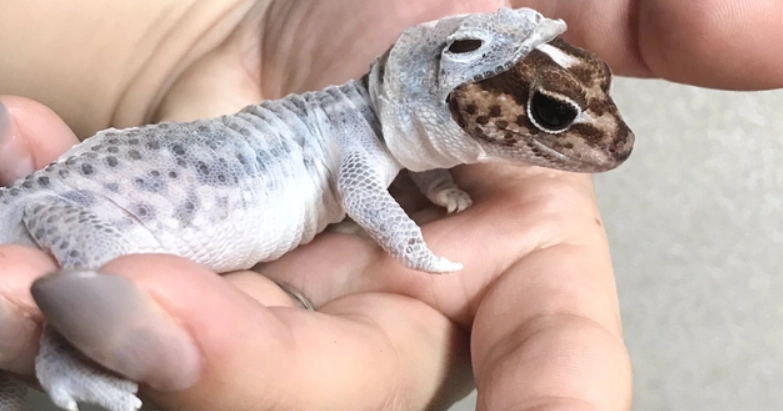 守宮脫皮 守宮脫皮