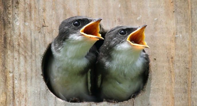 幼鳥餵食技巧 幼鳥餵食技巧