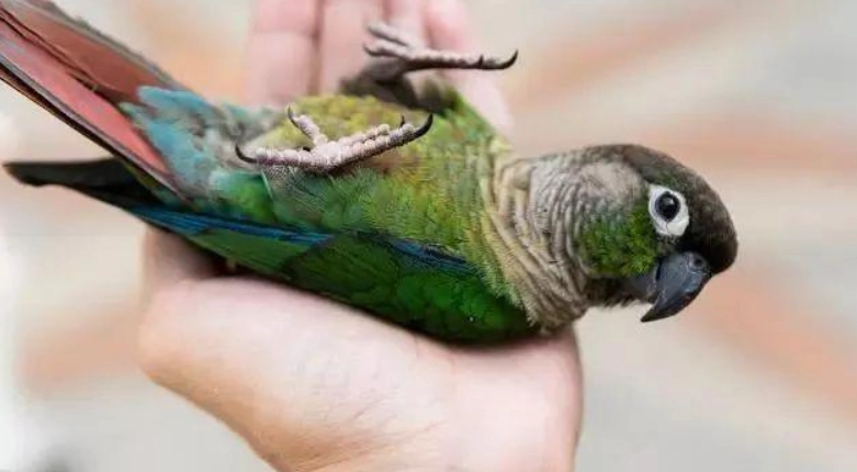 小太陽鸚鵡說話