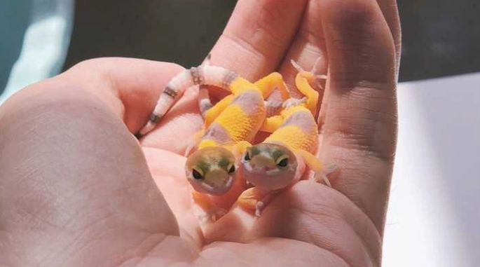 壁虎基因 壁虎基因