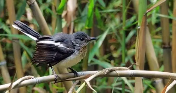 幼鳥嘔吐怎麼辦 幼鳥嘔吐怎麼辦