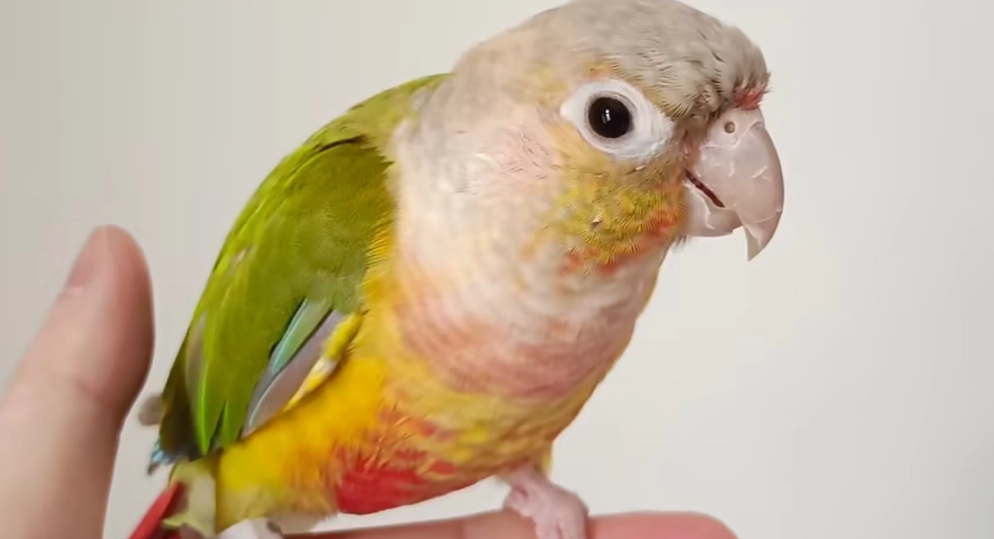 教小太陽鸚鵡說話