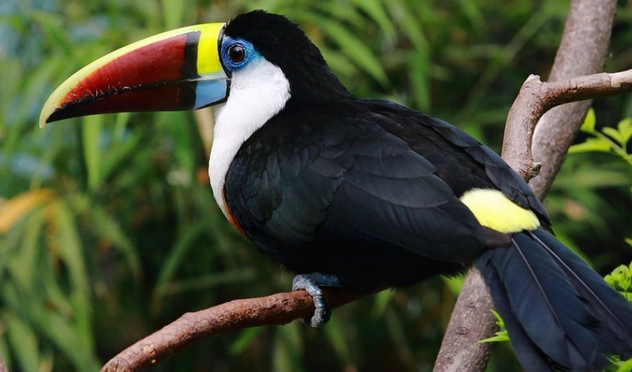 巨嘴鳥觀賞 巨嘴鳥觀賞