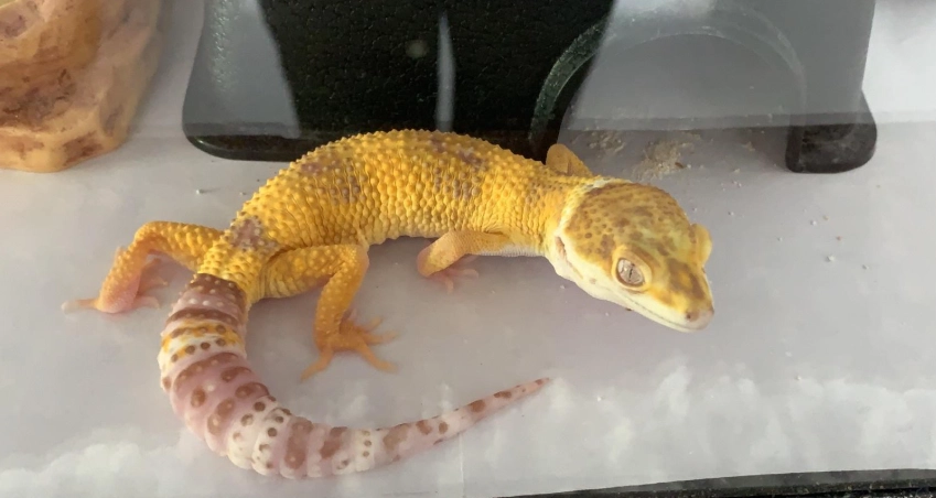 守宮脫皮不吃東西 守宮脫皮不吃東西