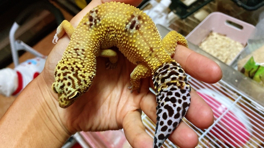 豹紋守宮健康照護