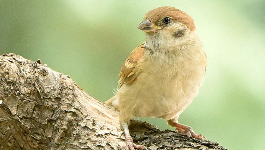 小麻雀死亡處理