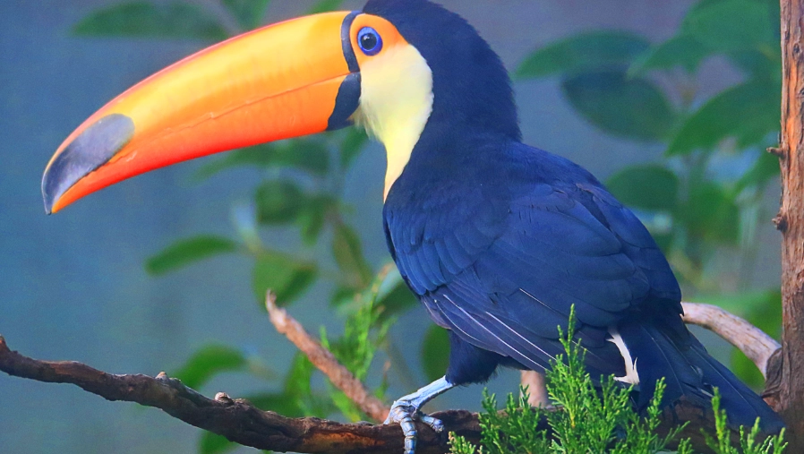 巨嘴鳥介紹 巨嘴鳥介紹