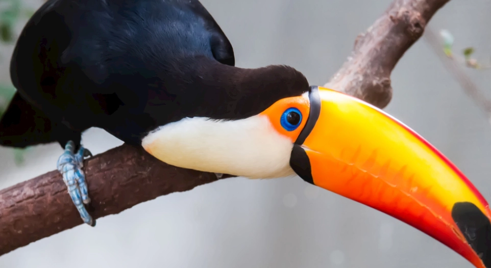 巨嘴鳥介紹 巨嘴鳥介紹