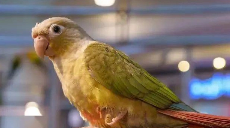 小太陽鸚鵡 認主人