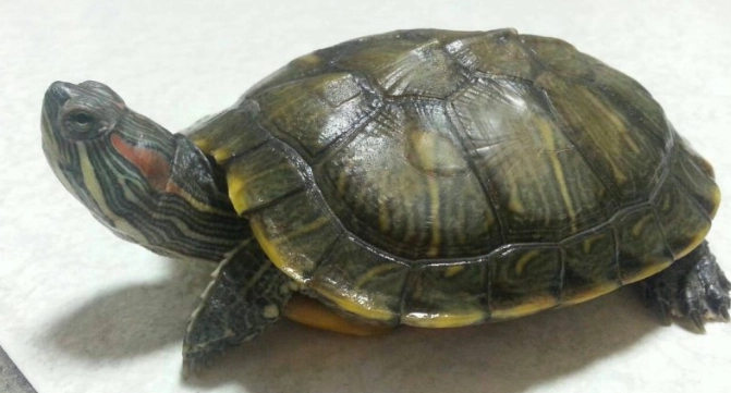 澤龜吃什麼水果