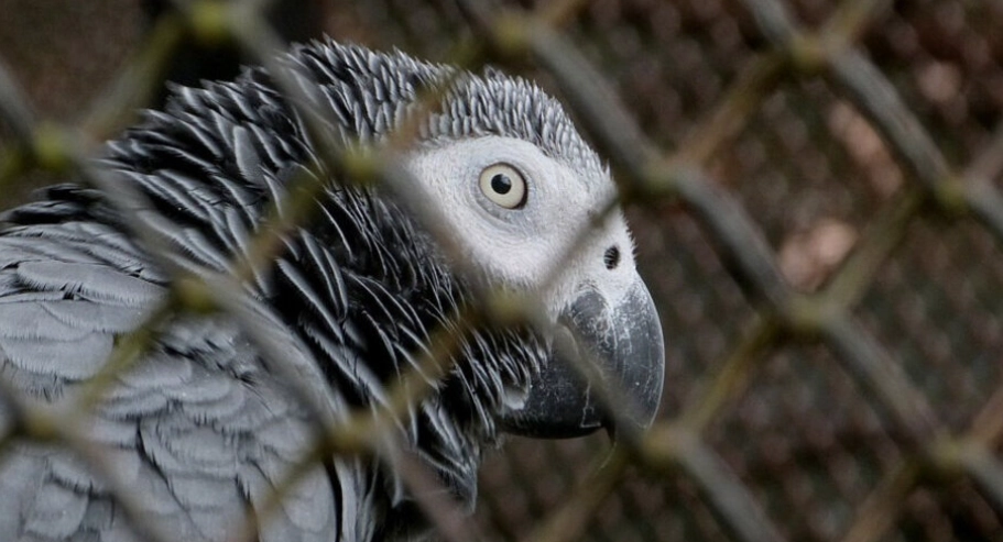 灰鸚鵡幼鳥認養