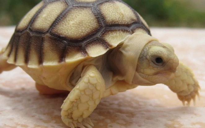 蘇卡達象龜成年