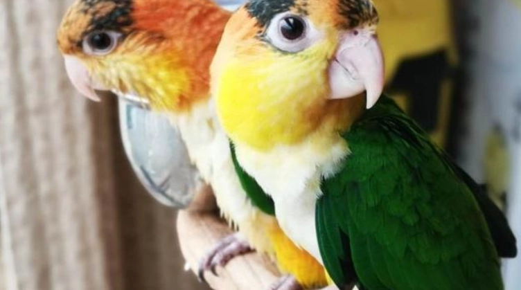 金頭凱克鸚鵡壽命