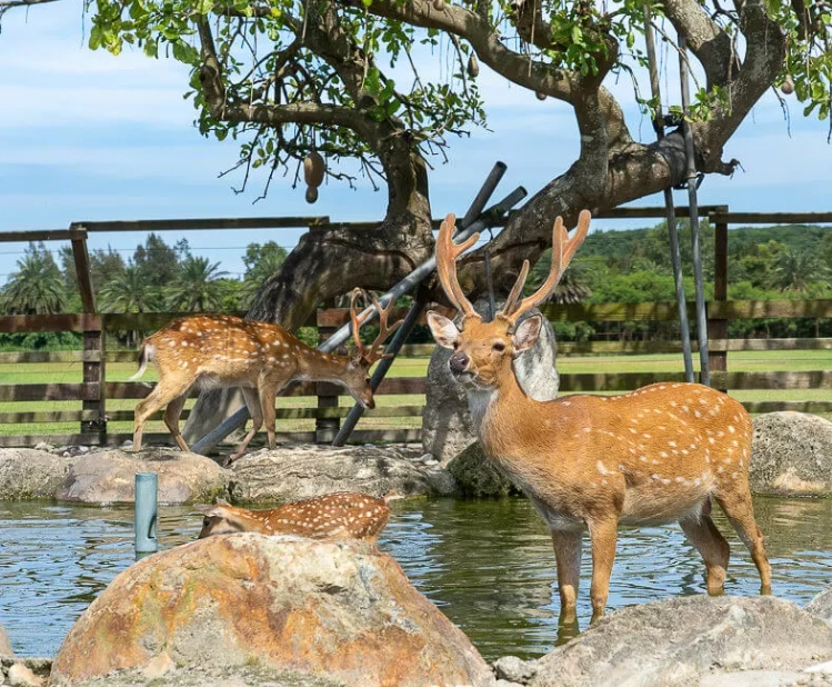 花蓮免費農場全攻略：探索自然農場體驗與實用參觀指南