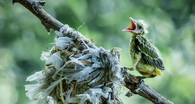 幼鳥一天餵幾次