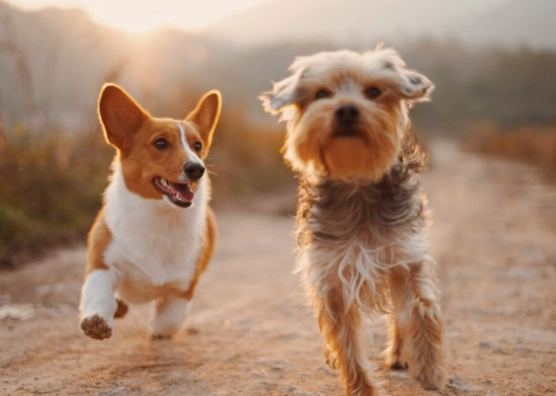 好聽的寵物名字