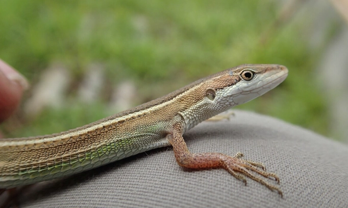 日本草蜥有毒嗎