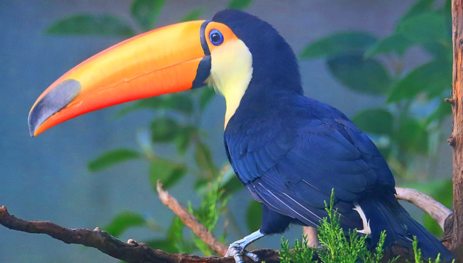 巨嘴鳥特徵全解析：從彩虹巨喙到神秘習性，一次看懂！