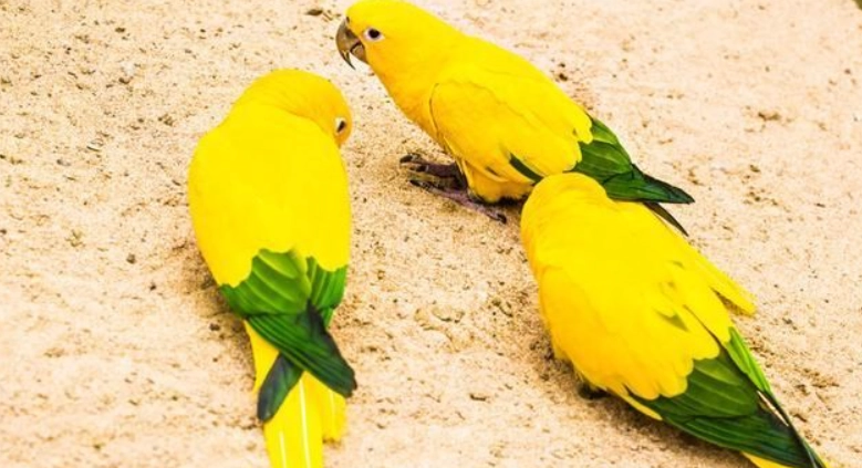 小太陽鸚鵡會說話嗎