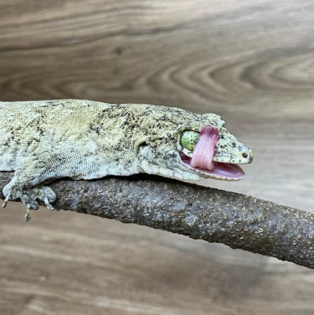 太平洋巨人守宮