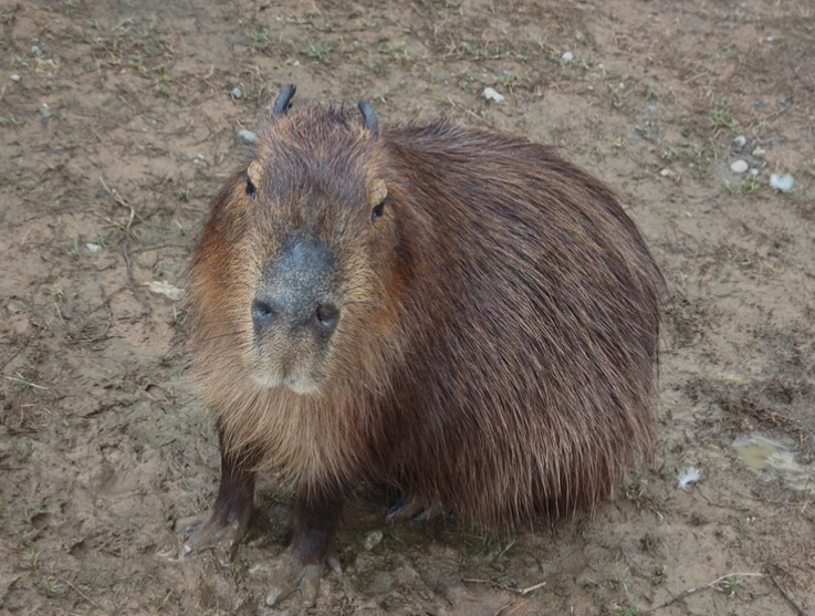 花蓮農場水豚互動體驗全攻略：從基礎知識到深度遊玩指南